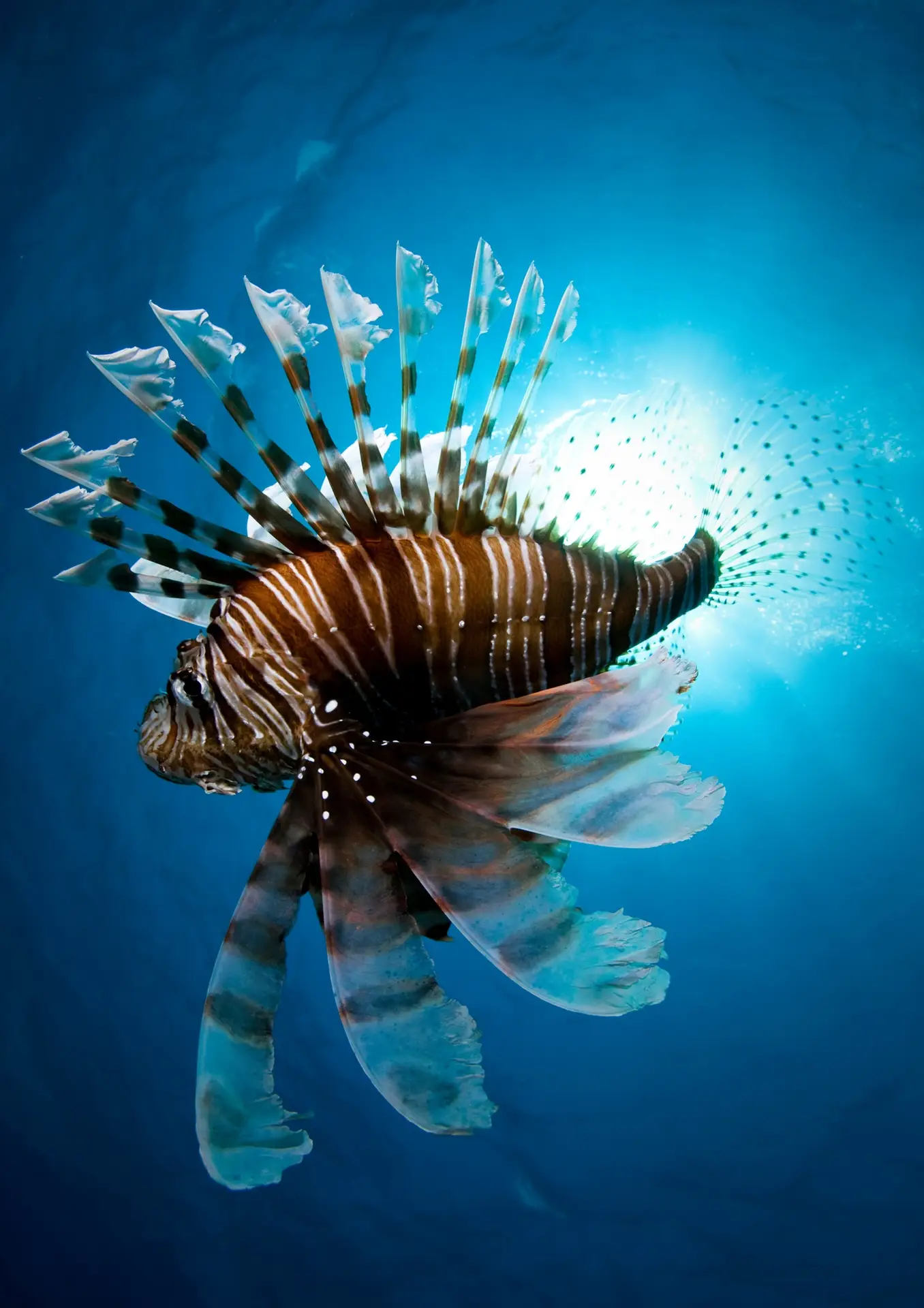 Lion fish swimming underwater