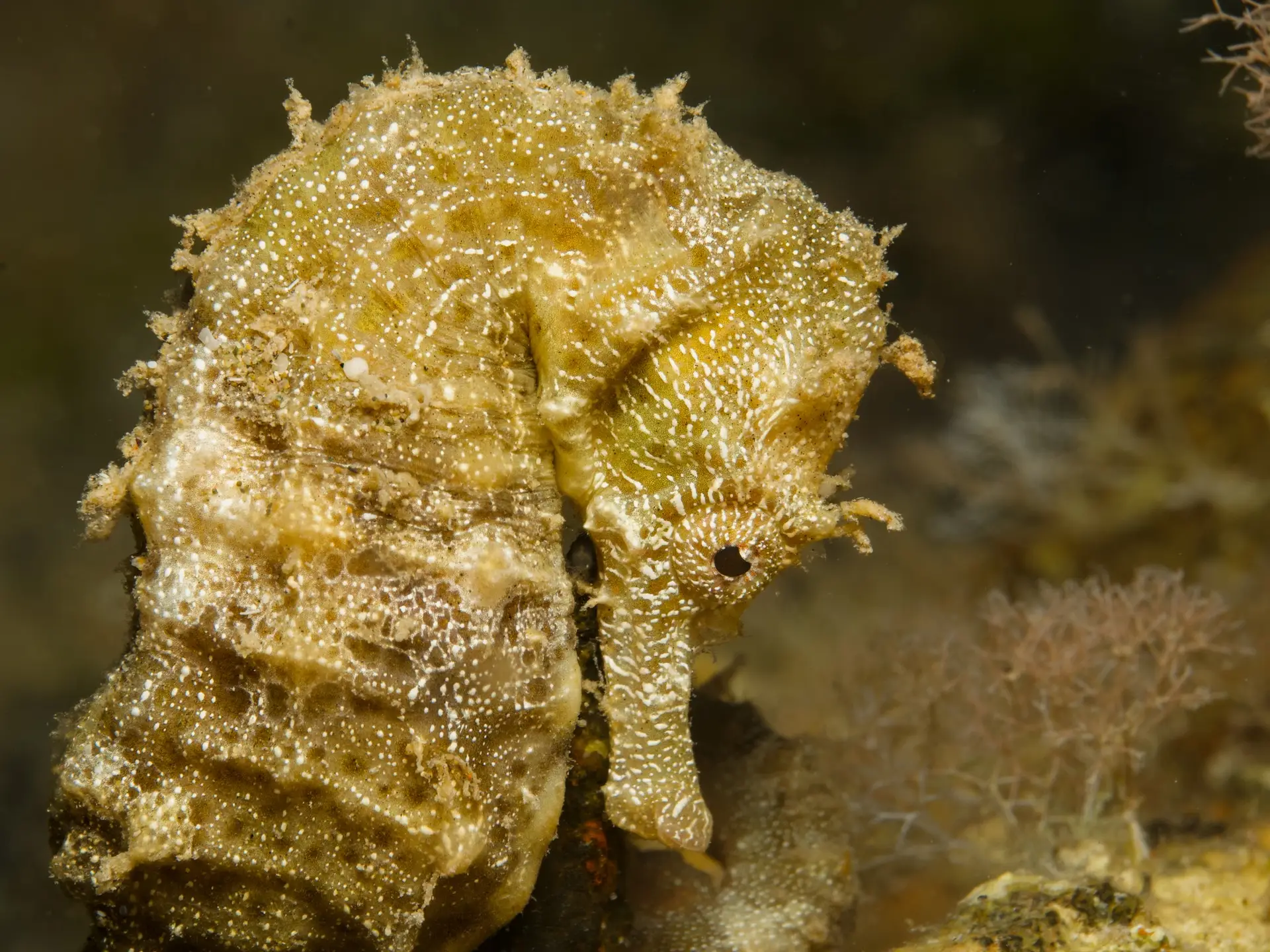 Portrait of a proud seahorse